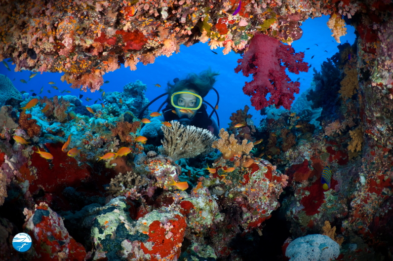Red Sea Diving Corals